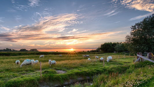 Embracing a Cruelty-Free Vegan Lifestyle: A Compassionate Pathway to a Better World - Primavera Marketplace